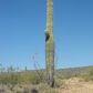 03 S EVERETT BOWMAN Road, Wickenburg, AZ 85390 ID:1586179