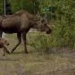 Mile 20.1 Kenai Spur Hwy, Nikiski, AK 99635 ID:1078862