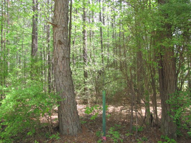 Red Cut Hill Rd Tract 3, Leesville, LA 71446