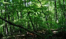 87 Road 1950 Hiawassee, GA 30546