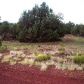 1445 Mustang Blvd, Williams, AZ 86046 ID:1134395