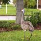 300 Bougainvillea Circle, Parrish, FL 34219 ID:1853703