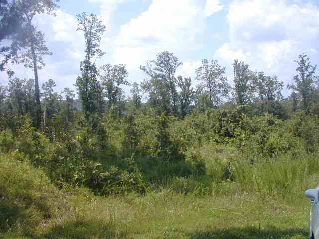 LTS 5,6,7 Hilltop Lane Ln, Norfork, AR 72658