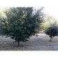 2183 Pine View Trail, Ellenwood, GA 30294 ID:5733165