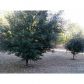 2183 Pine View Trail, Ellenwood, GA 30294 ID:6042434