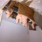 1384 SABAL TR, Fort Lauderdale, FL 33327 ID:773954