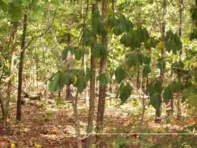 Lts 27,28,29 Robinson Loop, Mountain Home, AR 72653