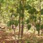 Lts 27,28,29 Robinson Loop, Mountain Home, AR 72653 ID:1165463