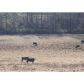 1 Post White Hill Road, Murrayville, GA 30564 ID:5224041