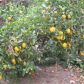 642 E Princeton St, Ontario, 91764, Ontario, CA 91764 ID:5131998