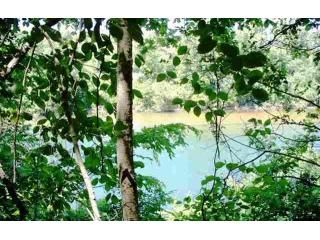 00 Russ Road, Norfork, AR 72658