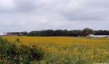 US Hwy 87 La Vernia, TX 78121