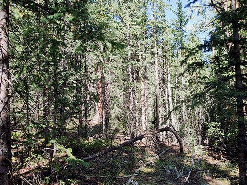 00 Nameless Road, Cripple Creek, CO 80813