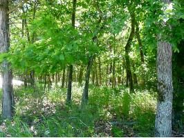 Lot 42 Table Rock Dr., Eureka Springs, AR 72631