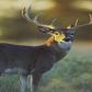 1749 Bomanville Rd, Gladwin, MI 48624 ID:290843