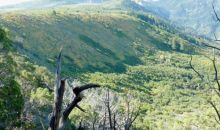 5 Lots Beaver Creek Rd/Cr 317 Rifle, CO 81650