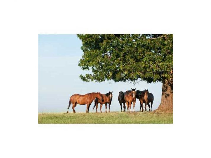 284 NEWTON 1845 DR, Kingston, AR 72742