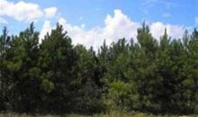 0 Pope Church Road Pineview, GA 31071