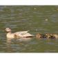 28111 Ne Plantation Drive Ne, Atlanta, GA 30324 ID:6800079