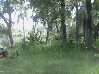 1959 SE CR 317., Old Town, FL 32680