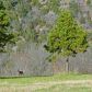 405 Cr 101, Norfork, AR 72658 ID:1160941