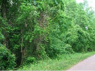 61.59 Acres MC 28, Texarkana, AR 71854