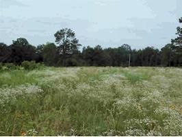 CR 3351 Woodland Hills, Clarksville, AR 72830