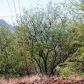 118 Calle Tiburon, Rio Rico, AZ 85648 ID:2460022
