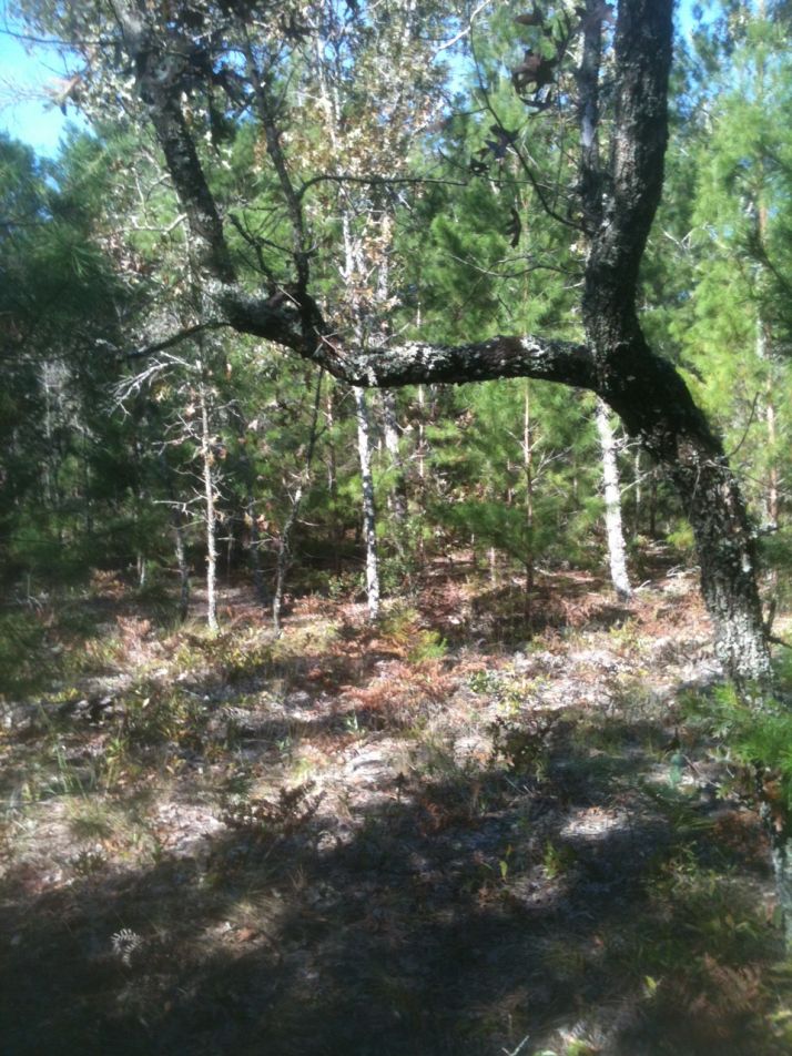 7482 Appomattox Ave, Keystone Heights, FL 32656