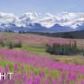 41297 Heather Street, Homer, AK 99603 ID:6891771