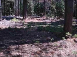 1400 Fern Drive, Nevada City, CA 95959