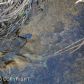 L1 Nimbus Avenue, Homer, AK 99603 ID:6888483