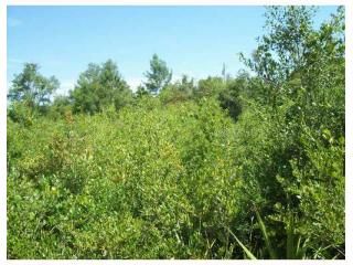 885 Live Oak Avenue, Orange City, FL 32763