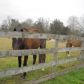 980 Highway 165, Fort Mitchell, AL 36856 ID:1537905