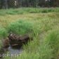 920 Jeffery Avenue, Homer, AK 99603 ID:6886706