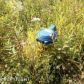 7055 N Mckenzie, Palmer, AK 99645 ID:7757824