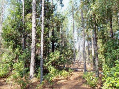 TBD SW County Rd 341, Trenton, FL 32693