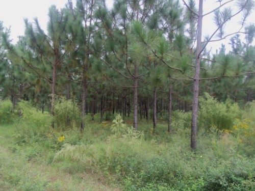 0 Carter Lane, Ray City, GA 31645