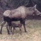 1015 Larkspur Court, Homer, AK 99603 ID:7850737