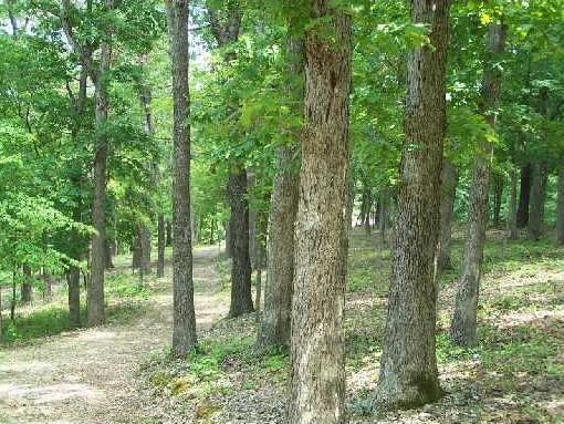 Mundell Road 3.5 Acres, Eureka Springs, AR 72631