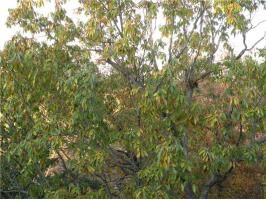 13 Oak Point Ln, Eureka Springs, AR 72631