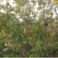 13 Oak Point Ln, Eureka Springs, AR 72631 ID:1162459