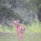 3 acres Mundell Rd, Eureka Springs, AR 72631 ID:1168080