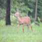 3 acres Mundell Rd, Eureka Springs, AR 72631 ID:1168086