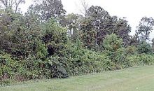 604 US 80 West Bloomingdale, GA 31302