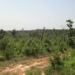80 Acres in Cale, Cale, AR 71828 ID:1106081