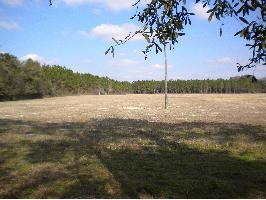 CR 137 & 37th Road (97 Acres), Branford, FL 32008