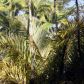 13 MILE RD, Kurtistown, HI 96760 ID:8339527