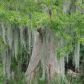 13710 SE 201st Terrace, Hawthorne, FL 32640 ID:4033437