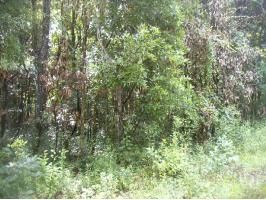 39th Drive, Branford, FL 32008